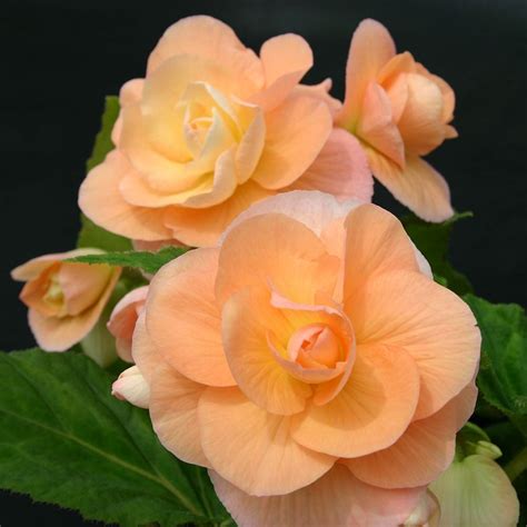 begonia olivia.